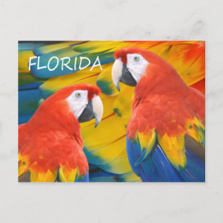 Florida Macaws Postcard
