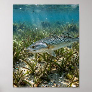 Florida Man Spotted Seatrout Florida Grass Flats F Poster
