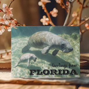 Florida Manatee and Baby Postcard