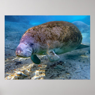 Florida Manatee at Crystal River FL Poster