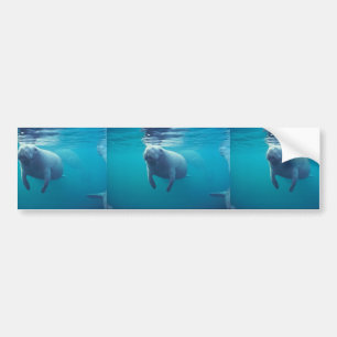 Florida Manatee Bumper Sticker