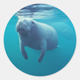 Florida Manatee Classic Round Sticker