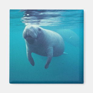 Florida Manatee Magnet