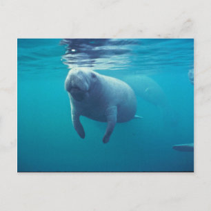 Florida Manatee Postcard