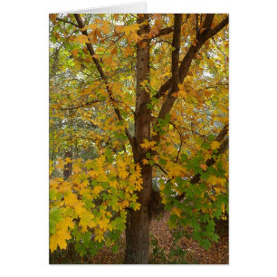 Florida Maple Changing Colour