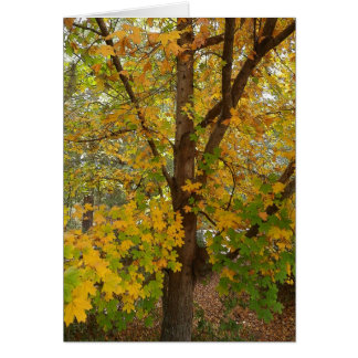 Florida Maple Changing Colour