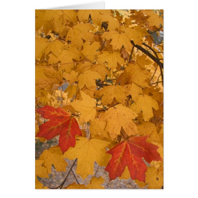 Florida Maple in Autumn (Front)