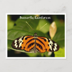 Florida Museum  Butterfly Rainforest Postcard