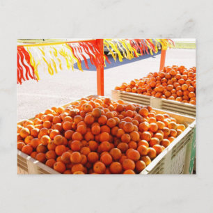 Florida Oranges Postcard