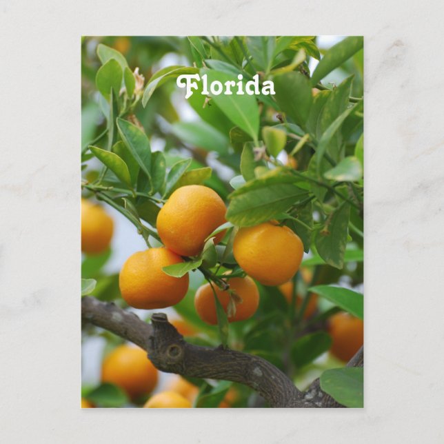 Florida Oranges Postcard (Front)