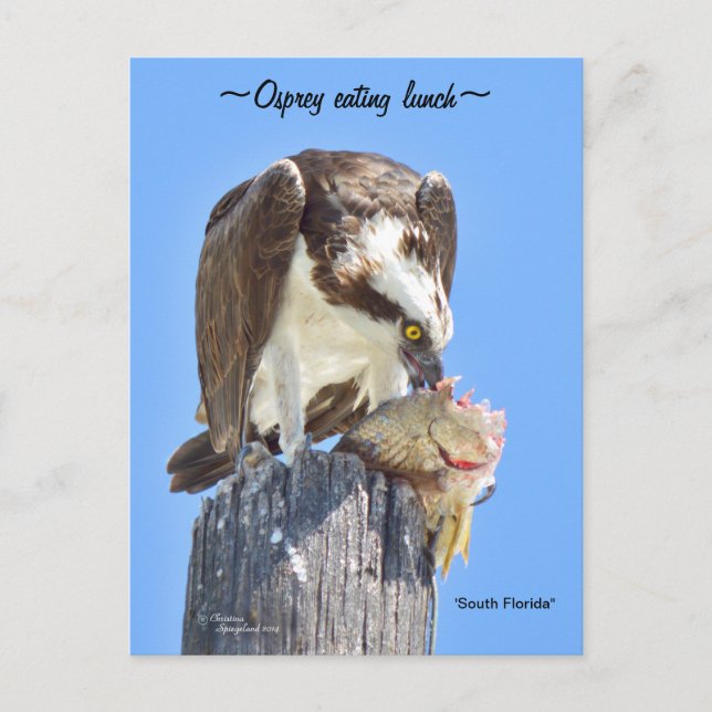 Florida Osprey hawk eating fish Postcard (Front)