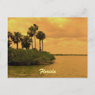 Florida Palm Tree Reverie Postcard