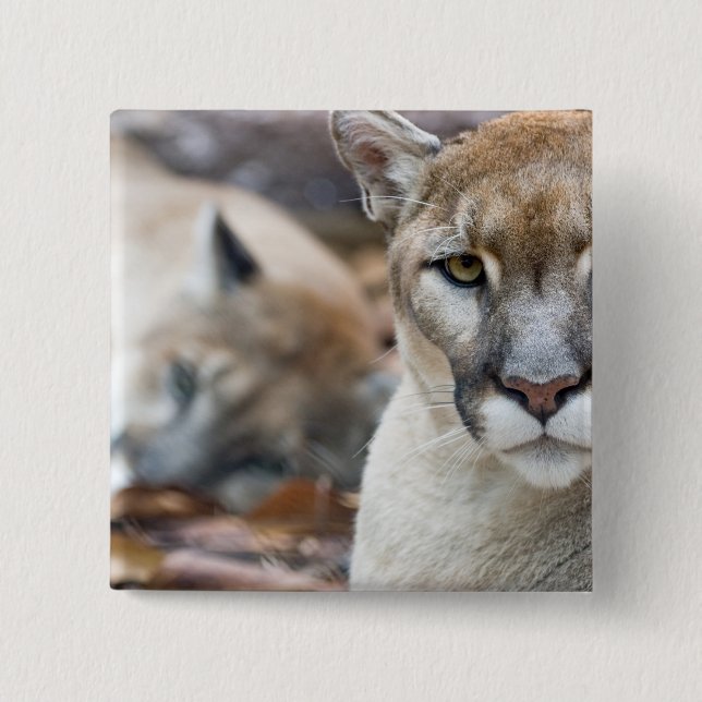 Florida Panther 15 Cm Square Badge (Front)