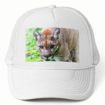 FLORIDA PANTHER BASEBALL CAP OR HAT