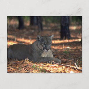 Florida """"Panther"""" (Cougar) lying down Postcard