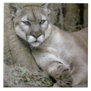 Florida panther, Felis concolor coryi, Ceramic Tile