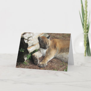 Florida Panther Greeting Card