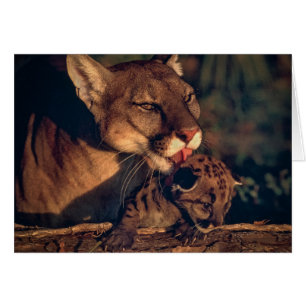 Florida Panther Licking Cub