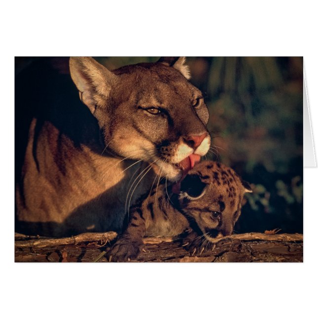 Florida Panther Licking Cub (Front Horizontal)