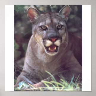 Florida Panther Poster