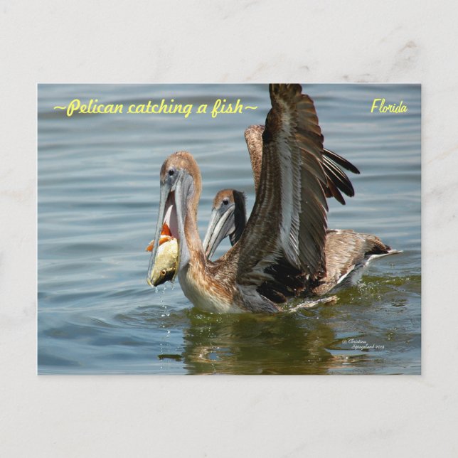 Florida Pelican catching a fish Postcard (Front)