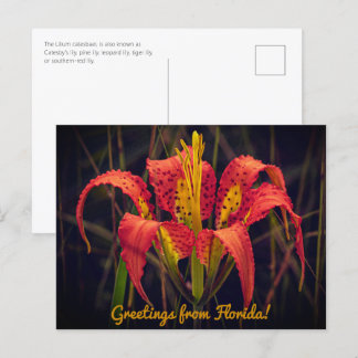 Florida Pine Lily Postcard 