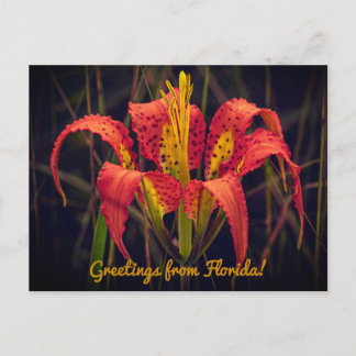 Florida Pine Lily Postcard