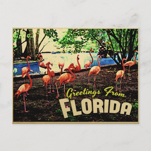 Florida Pink Flamingos Postcard (Front)