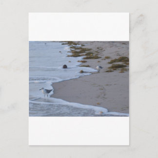 Florida Postcard