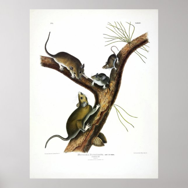 Florida Rat (Eastern Woodrat) by Audubon Poster (Front)