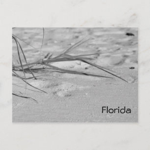 Florida Sand Postcard