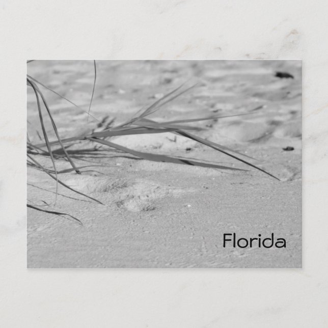 Florida Sand Postcard (Front)