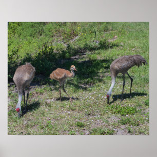 Florida Sandhill Cranes Family Photograph Poster