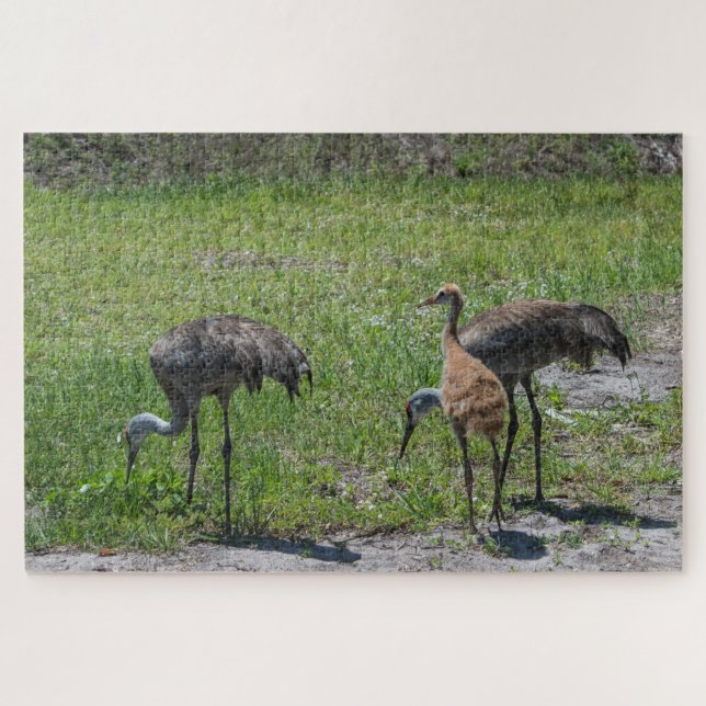 Florida Sandhill Cranes In Green Field Photograph Jigsaw Puzzle (Horizontal)
