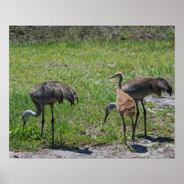 Florida Sandhill Cranes Nature Photograph Poster (Front)