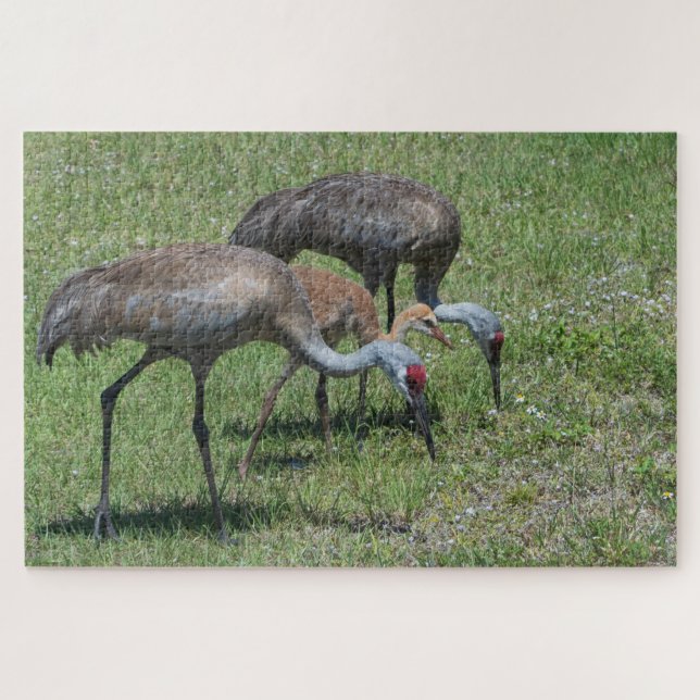 Florida Sandhill Cranes Walking In Green Field Jigsaw Puzzle (Horizontal)