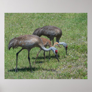 Florida Sandhill Cranes Walking In Green Field Poster