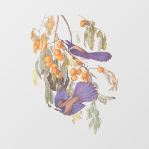 Florida Scrub Jay Audubon Bird Pair on Orange Tree