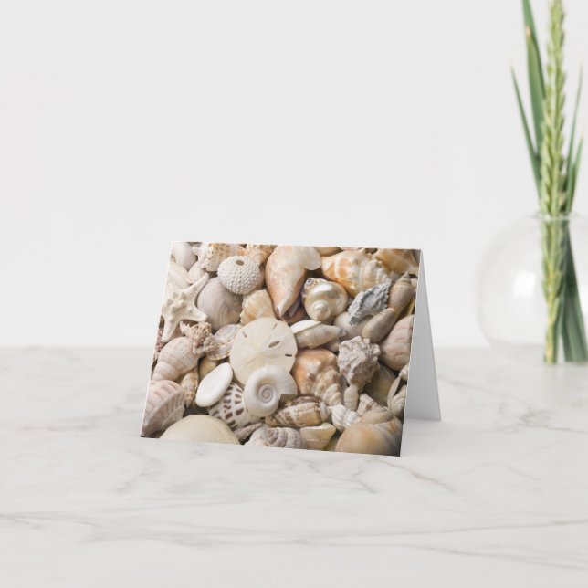 Florida Sea Shell Background - Beach Shells Custom Card (Front)