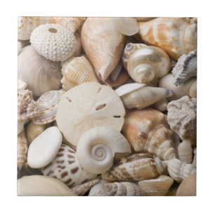 Florida Sea Shell Background - Beach Shells Custom Ceramic Tile