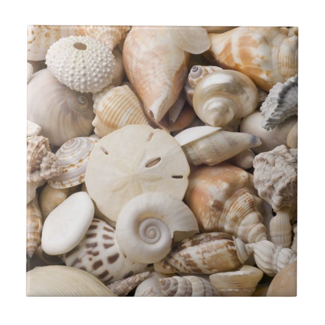 Florida Sea Shell Background - Beach Shells Custom Ceramic Tile (Front)