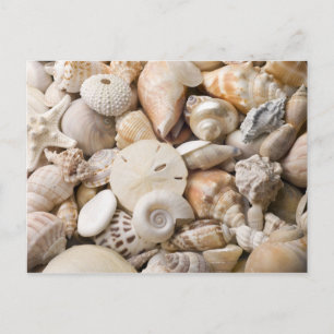 Florida Sea Shell Background - Beach Shells Custom Postcard