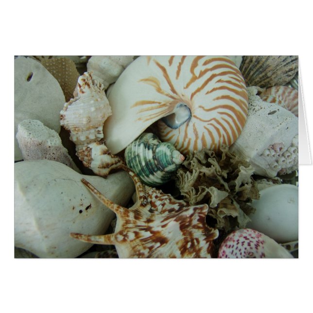Florida Sea Shells (Front Horizontal)