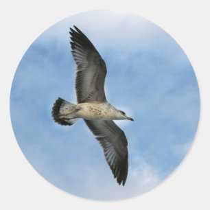 Florida seagull flying against blue sky classic round sticker