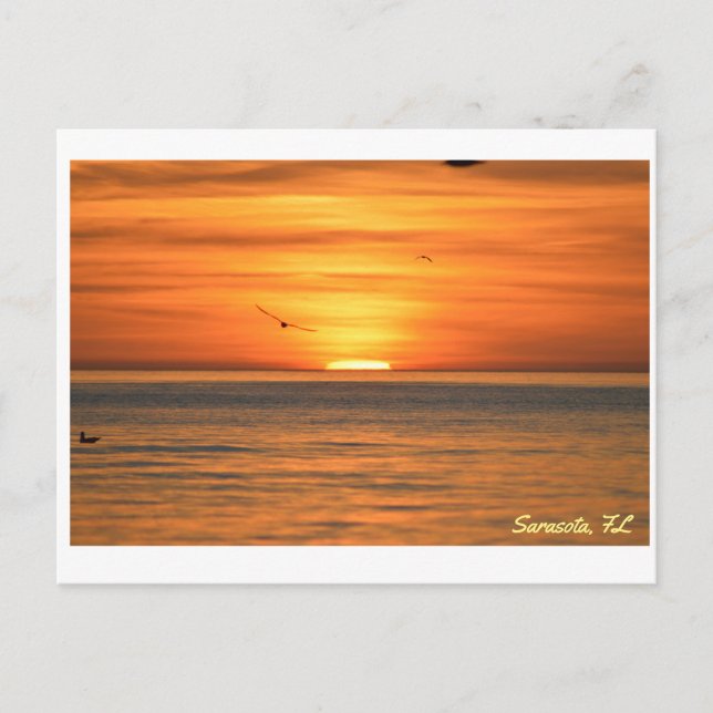 Florida Seagull Sunset Postcard (Front)