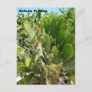 Florida Semaphore Cactus Naples Botanical Garden Postcard