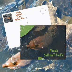 Florida Softshell Turtle Photographic Wildlife Postcard
