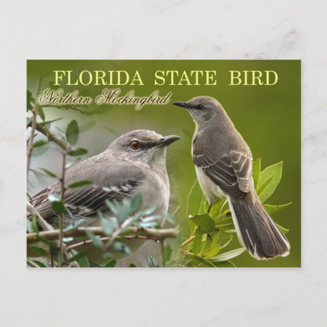 Florida State Bird - Mockingbird Postcard (Front)