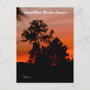 Florida sunset Pine tree Postcard