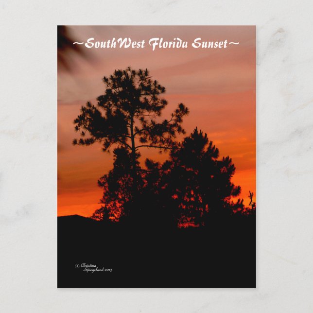 Florida sunset Pine tree Postcard (Front)
